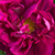 Lila - Gallica rosen - Tuscany Superb